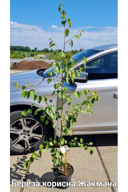 Береза полезная Жакмана - 5л/вис.160-180см/Ø40-60см